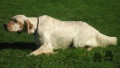 Setter Anglais UZIN DU MAS D'EYRAUD Setter Anglais UZIN DU MAS D'EYRAUD